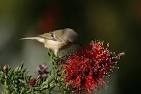 haiku wren on flowers
