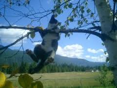 A real cat was not used in the making of this picture.